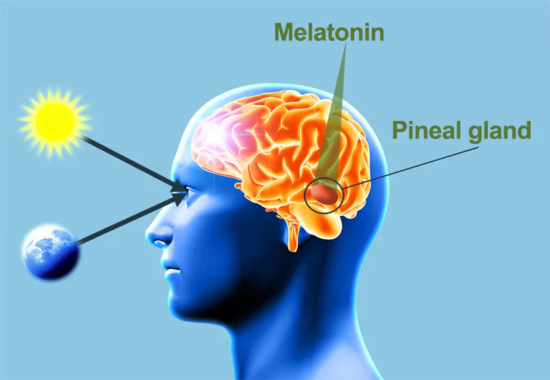 Why Amber Light Supports Melatonin Production
